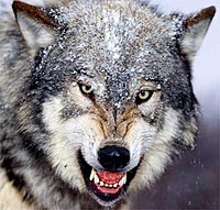 Wolf-of-Elements