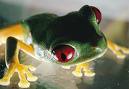 dniea