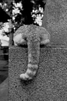 GomennNeKo
