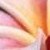 maquili