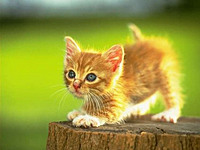 im_a_cutie_#1