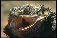 bearded.dragons.xo