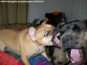 killerpuggle