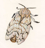 SilverGypsyMoth
