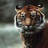 iTiger