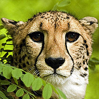 tigerlover22
