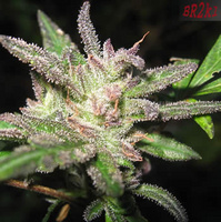 epin813