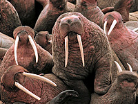 FFRWalrus