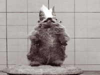 copy__cat's Avatar