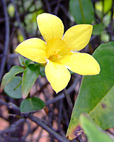 Ko`uanelanani