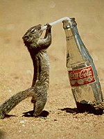 MrSquirrel