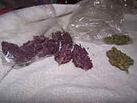 Smokesalot