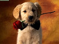 cutepuppy0920