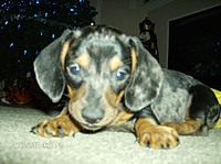*Oakley*