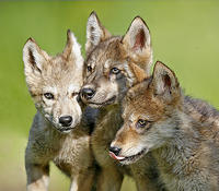 wolfpacks