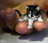 Kitty-Katlol