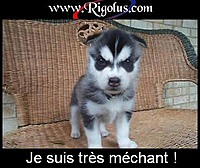 ti prout