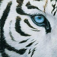 White Tiger