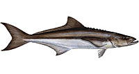 darkfish