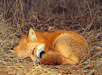 shaderedfox