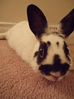 jellybean24