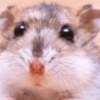 _Hamsterman_
