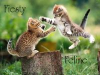 Fiesty_Feline