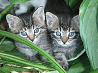 kitty_lover_123