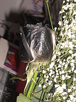 justyne15