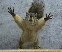 XiahiroMcSquirrel