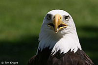 EagleEyeHunter