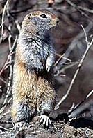 SexxyMcSquirrel