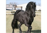 FriesianGal