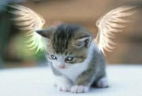 ♥Kitty♥