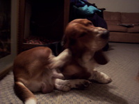 lilhounddog