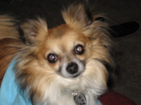 babygizmo