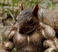 GuruMcsquirrel