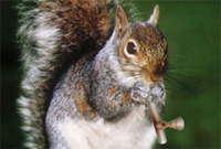 crackheadzmcsquirrel