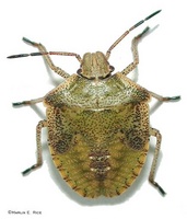 IceBug