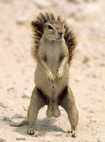 RayfordMcSquirrel