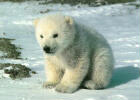 SexybearX