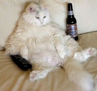 Obese Kitten