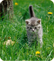 Mafia Kitten