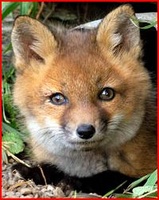 Strange Fox