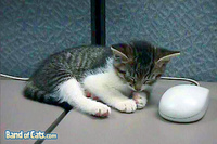 Kiffy-