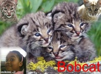 XxXbobcatXxX