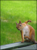 AverageMcSquirrel