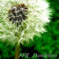 FFR_Dandelion