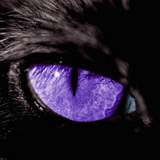 ~Black Cat~