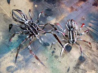 AtkSpyder